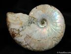 Inch Silver Iridescent Ammonite From Madagascar #414-1